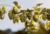 Hopfen-Agri-PV